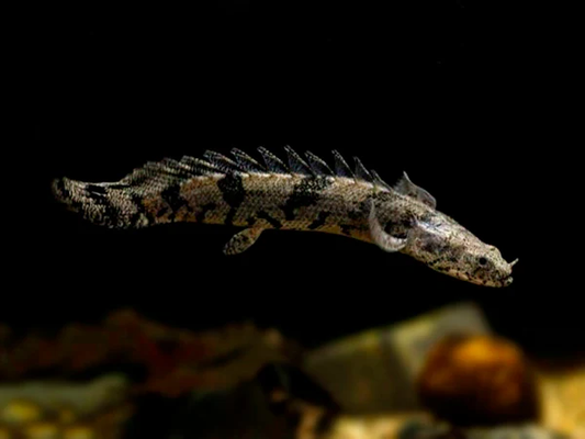 ENDLICHERI BICHIR