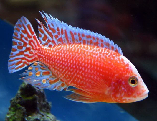 Pink Peacock African Cichlid