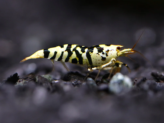 Black Fancy Tiger a/s