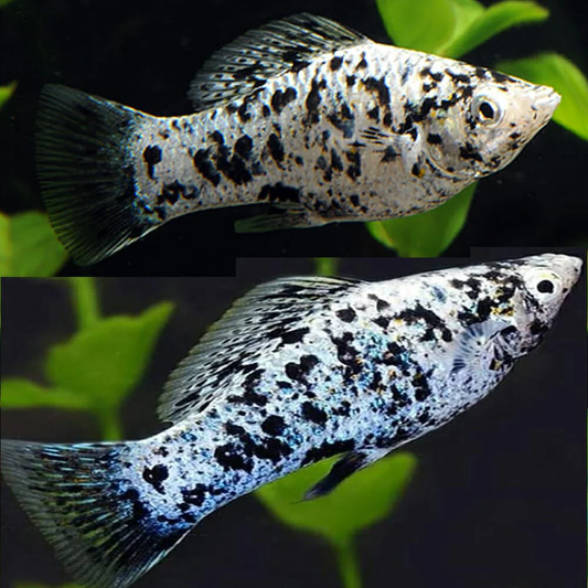 MARBLE MOLLY
