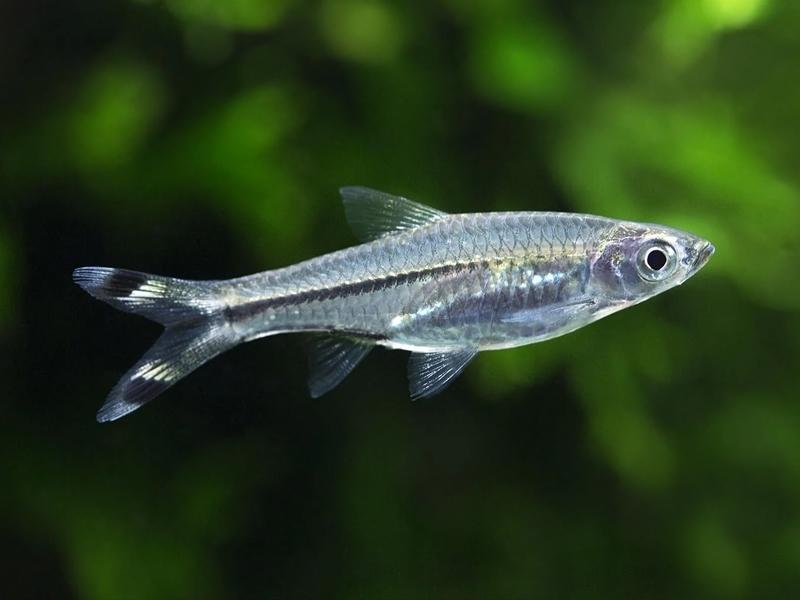 BLACK SCISSOR TAIL RASBORA
