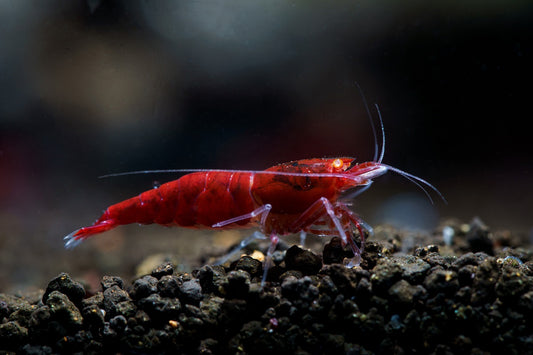 Orange Red Devil
