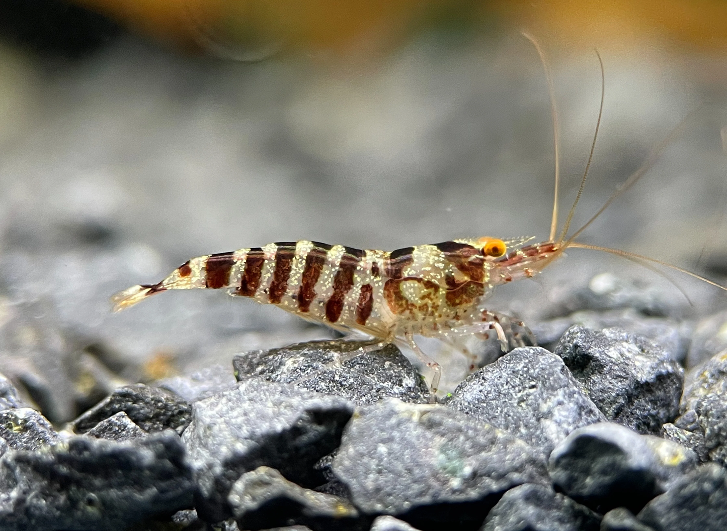OE Zebra Babaulti