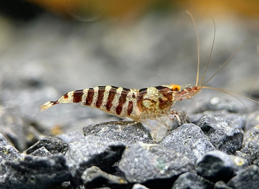 OE Zebra Babaulti