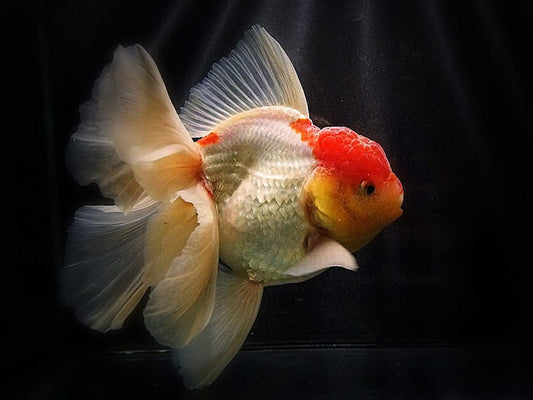 Mix Colors Oranda Short Body Lionface with Cap High Quality - Bags