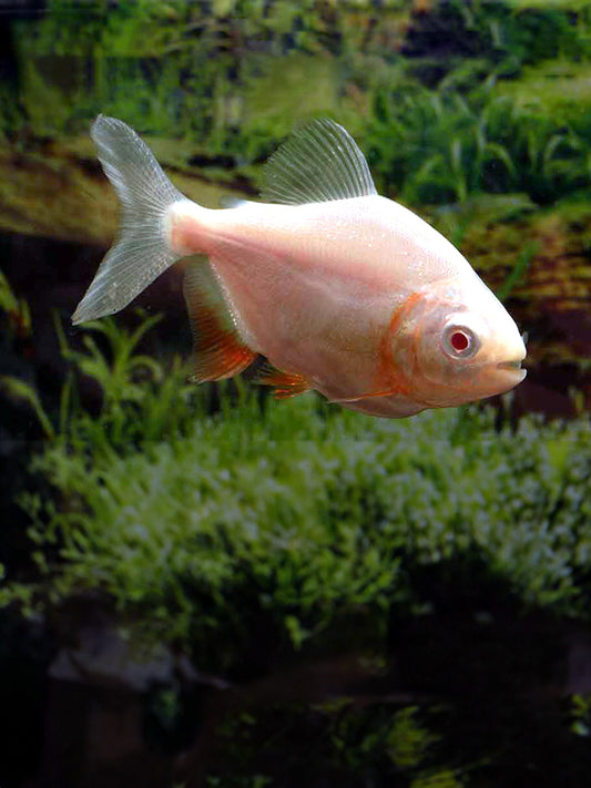 ALBINO PACU