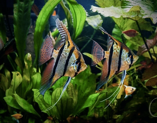 PERUVIAN ALTUM ANGEL