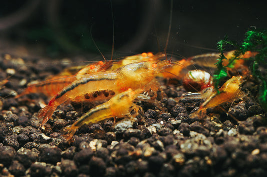 Orange Eye Yellow King Kong