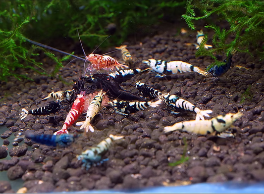 Caridina Males Mix