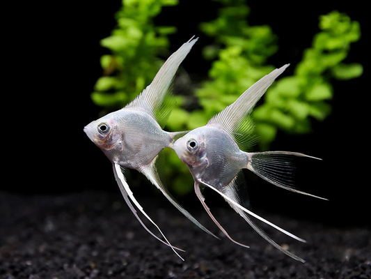 PLATINUM VEILTAIL ANGELFISH