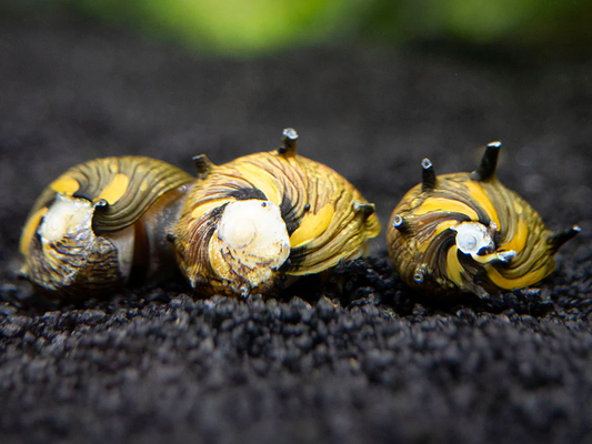 SUN SNAIL