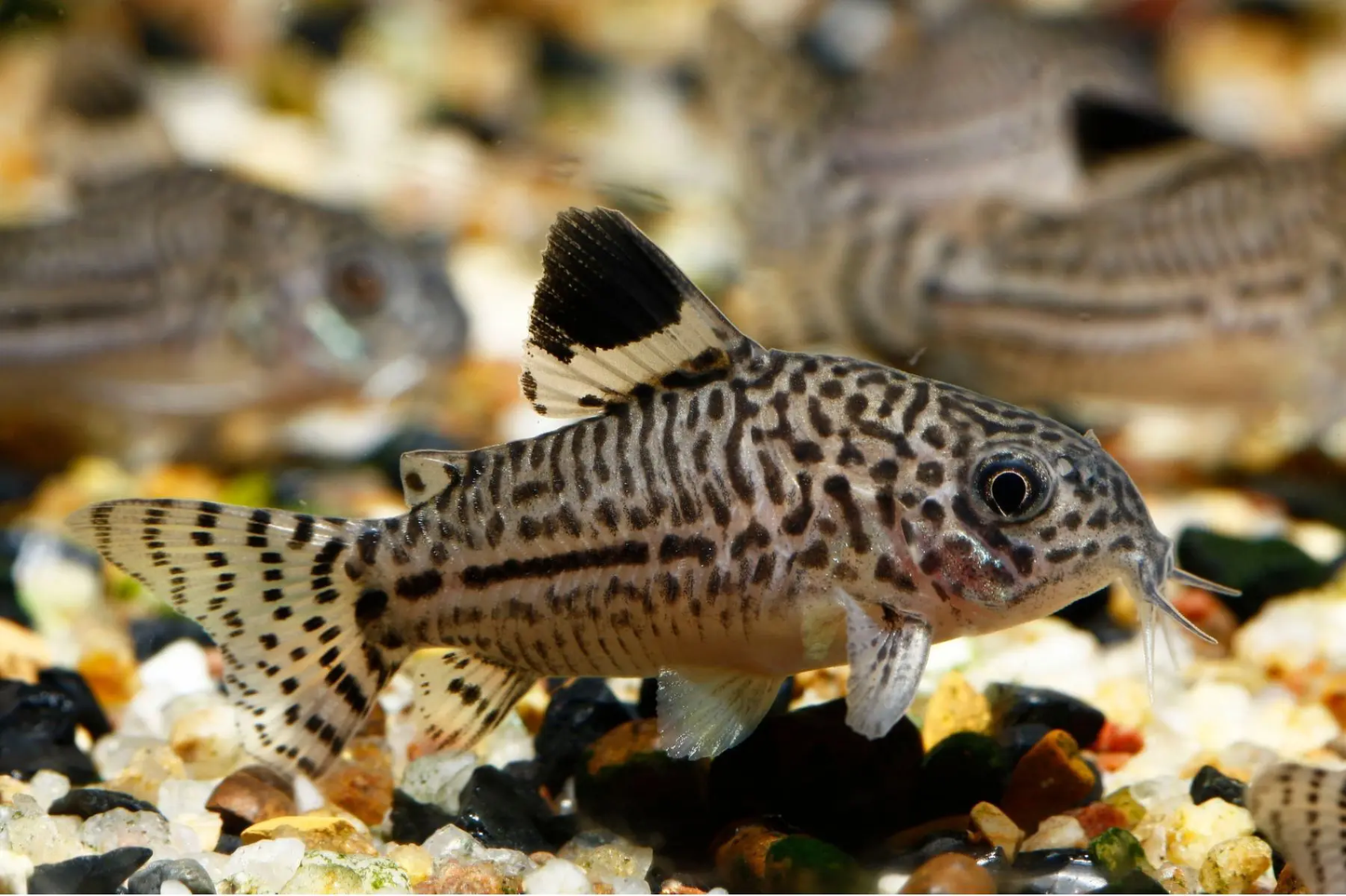 CORYDORAS LEOPARD