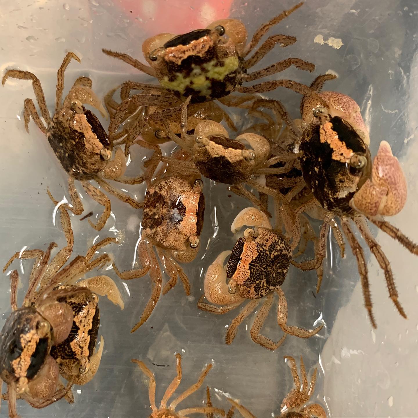 BATIK CRAB SMALL