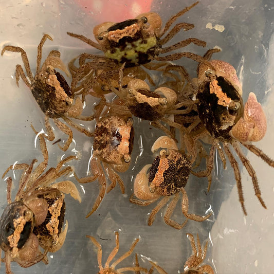BATIK CRAB SMALL