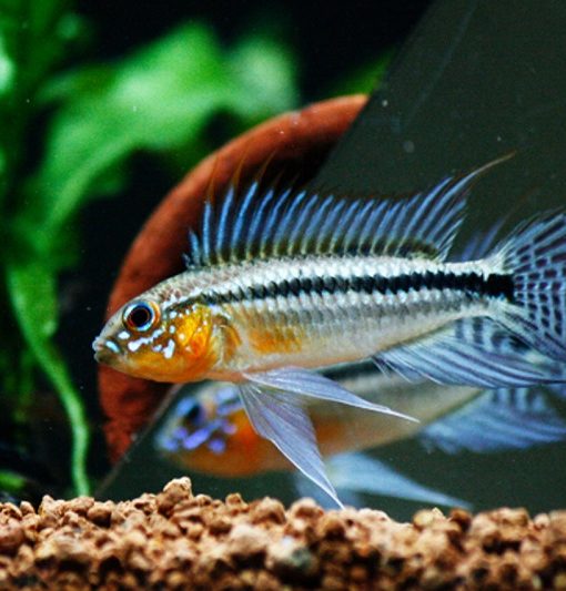 APISTOGRAMMA SP TEFE - BITAENIAT -
