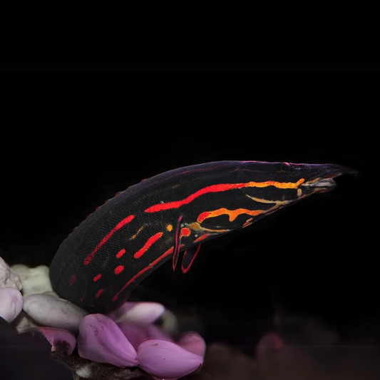 RED FIRE EEL