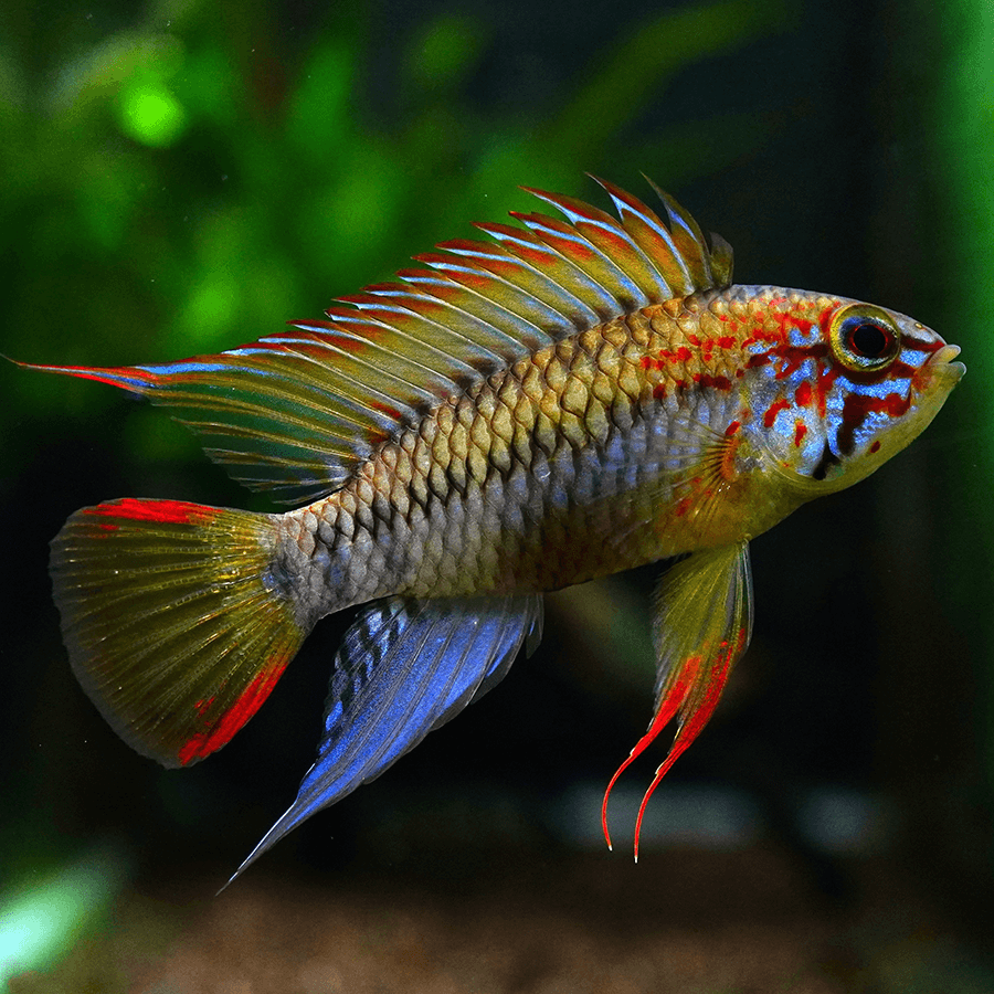 VIEJITA DWARF CICHLID