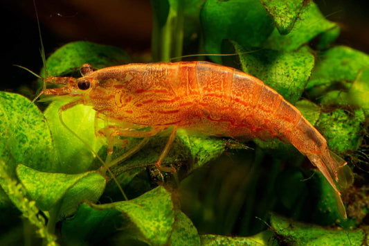 Red Amano