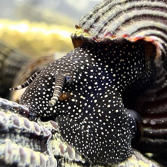 WHITE SPOTTED RABBIT SNAIL
