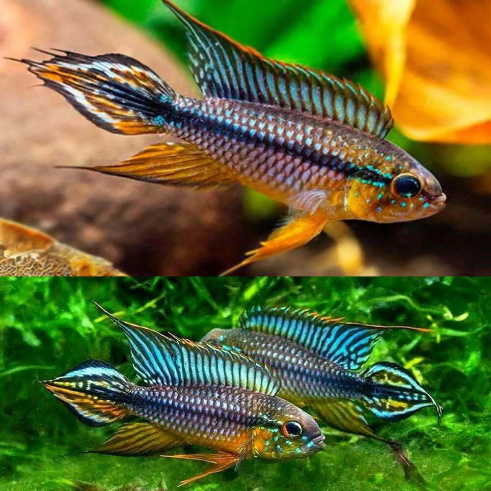 APISTOGRAMMA AGASSIZI ALENQUER