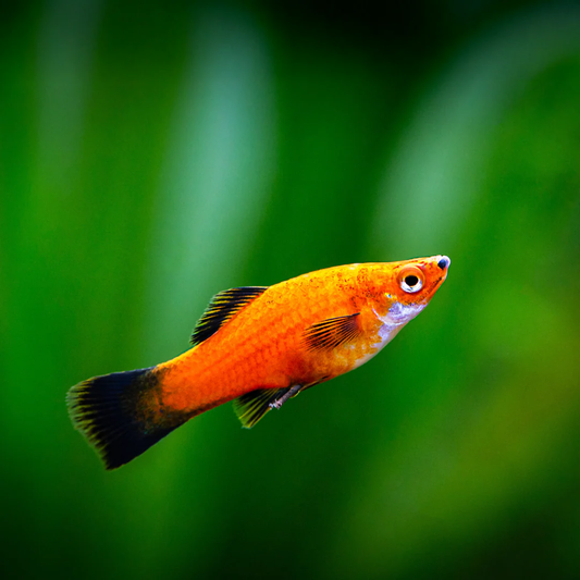 RED WAGTAIL LYRETAIL PLATY