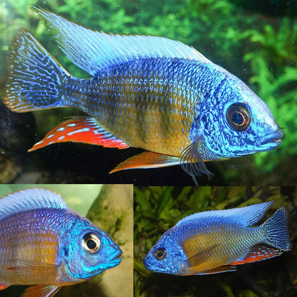 TAIWAN REEF HAP. AFRICAN CICHLID