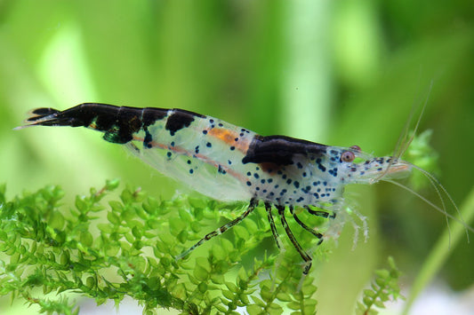 Black Rili