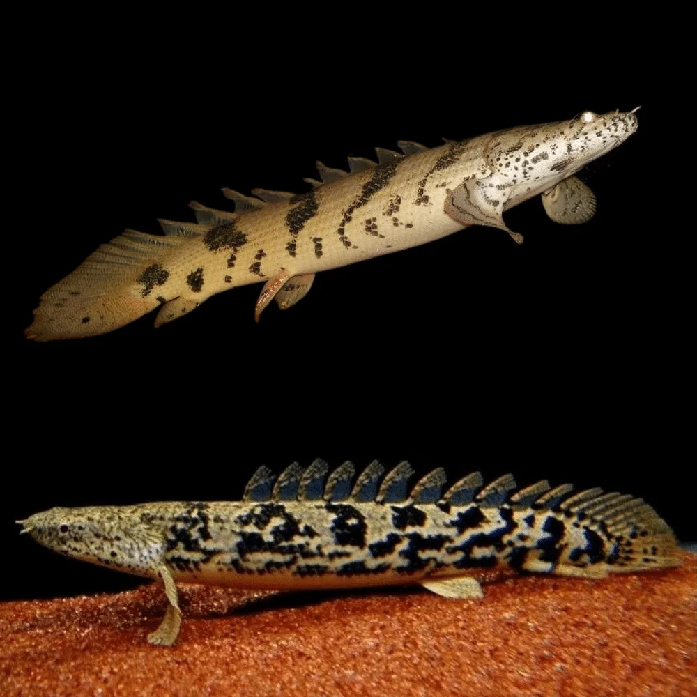 DELHEZI ROYAL BICHIR