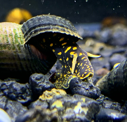 YELLOW FLECK RABBIT SNAIL