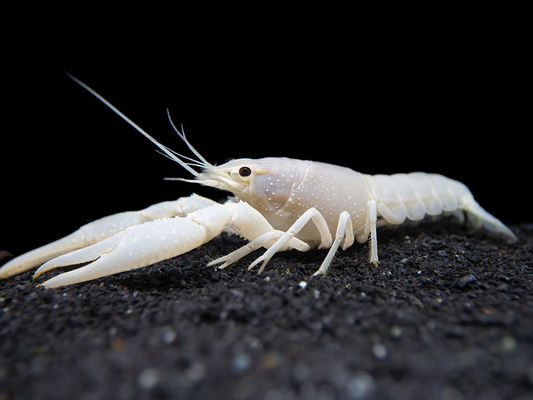 SNOW WHITE CLARKII
