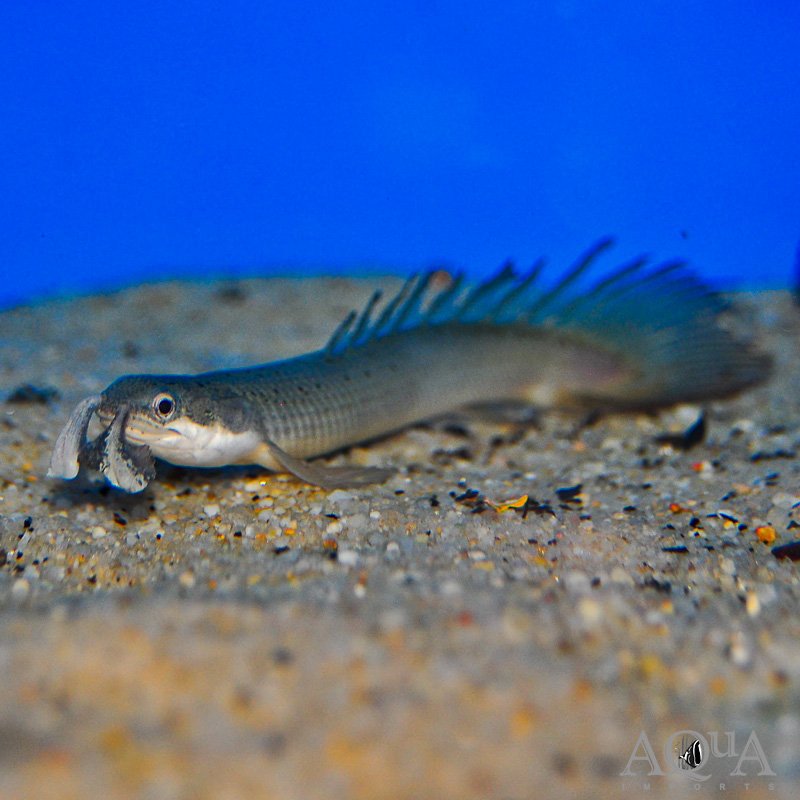 LONGFIN CUVIER'S BICHIR