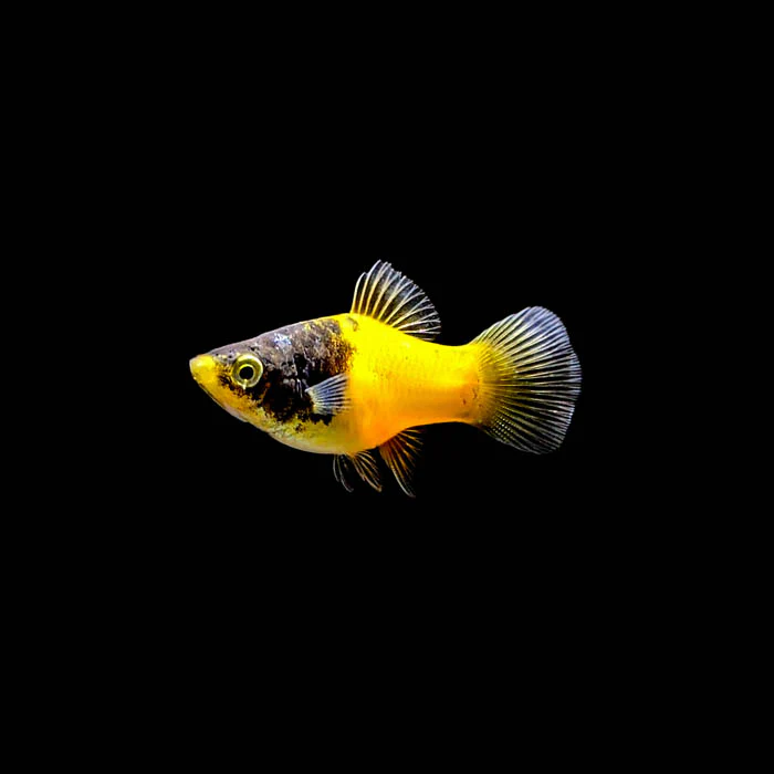 PLATIES - BUMBLE BEE PLATY