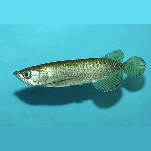 PEARL / JAIDINI AROWANA