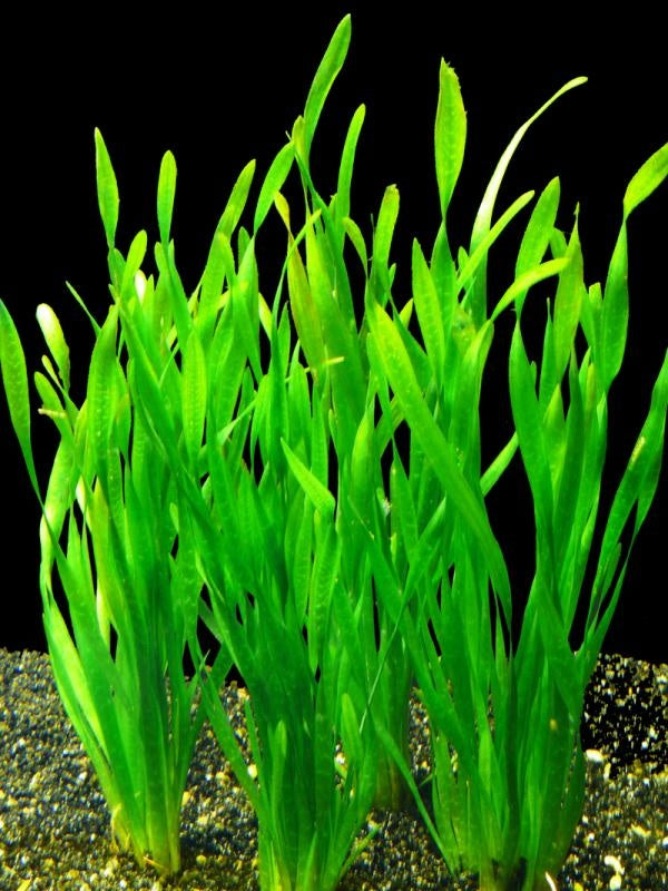 Vallisneria torta