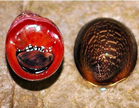 RED LIPS SNAIL