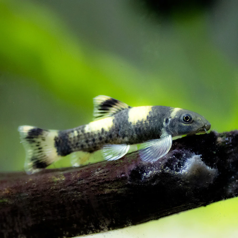 PANDA GARRA