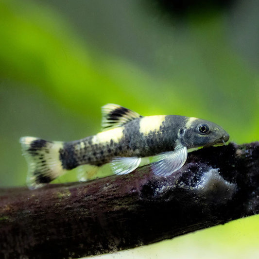 PANDA GARRA