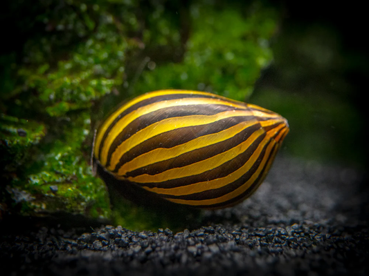 ZEBRA SNAIL