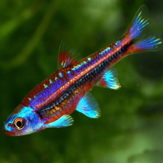 RAINBOW SHINER