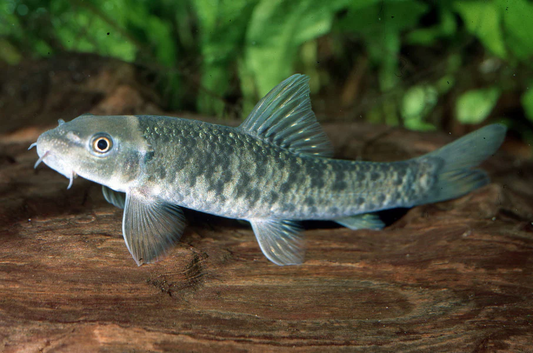 DOCTOR FISH