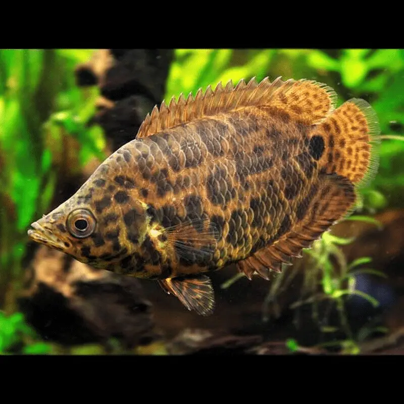LEOPARD BUSHFISH NO-TAIL