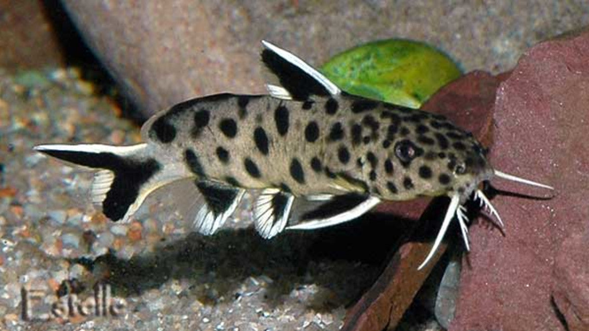 SYNODONTIS PIEDRATUS