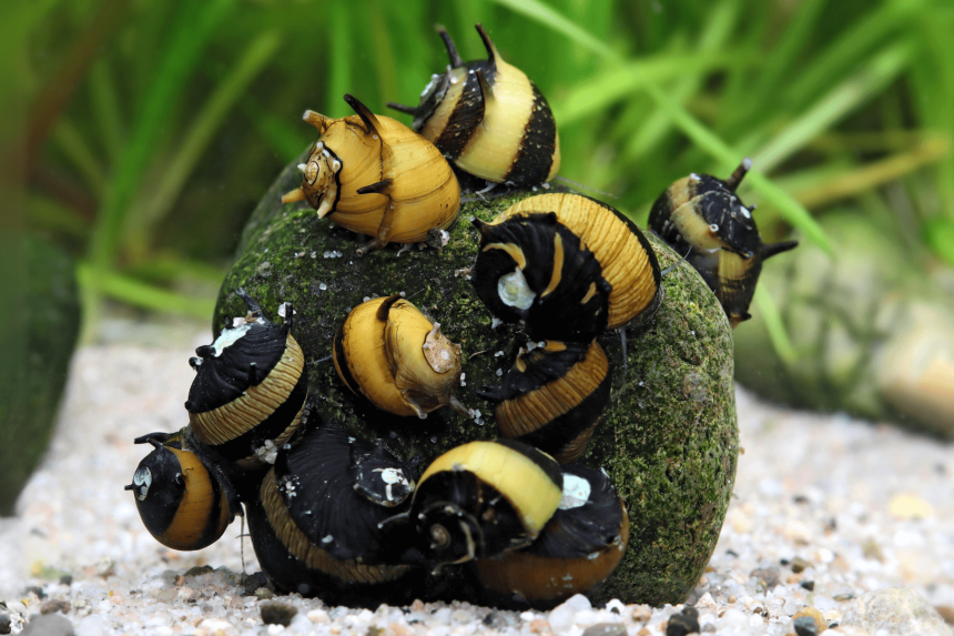BATMAN SNAIL