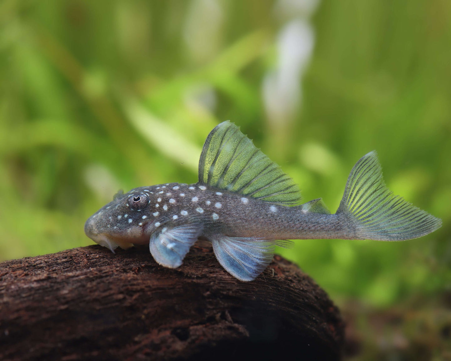 L-128 - Blue Phantom Pleco