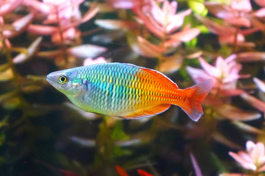 BOESEMANI RAINBOW