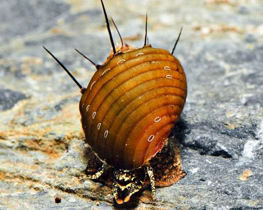 HAIRY SNAIL