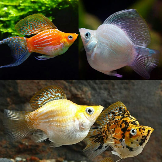 ASSORTED BALLOON MOLLY