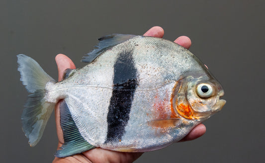 BLACK EAR PACU