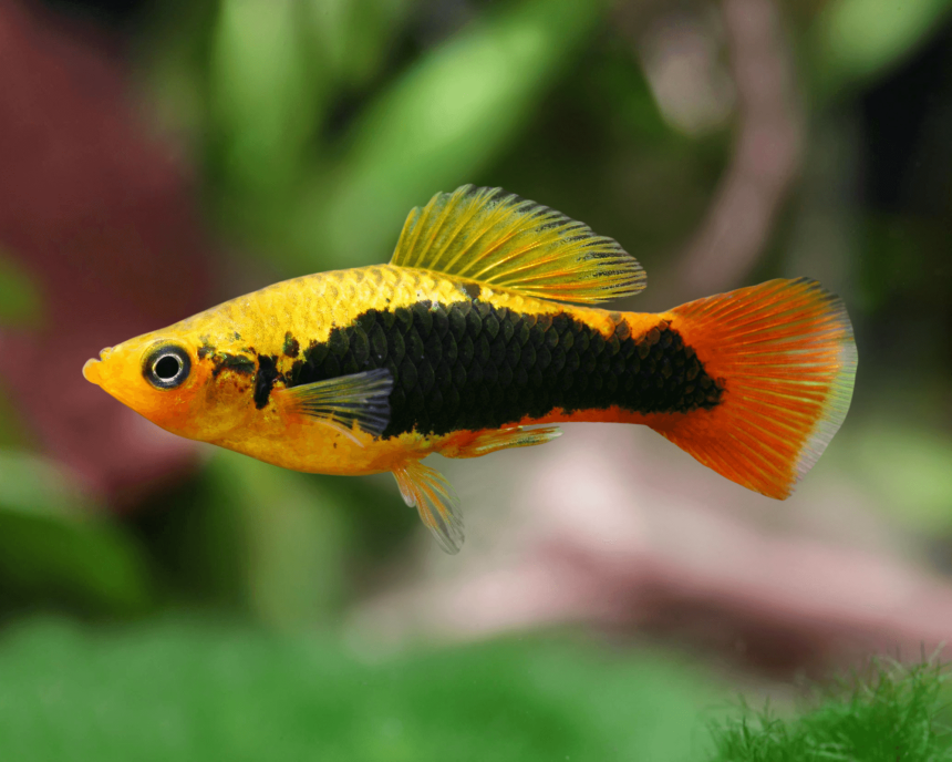 TUXEDO VARIOUS PLATY