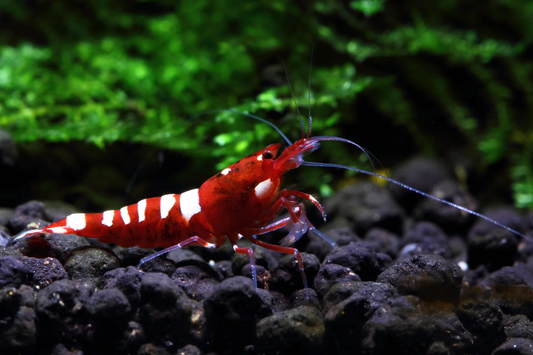 Red Pinto